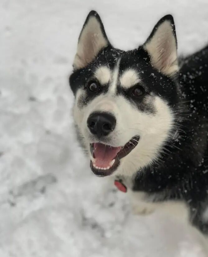 快乐的汪星人，享受新鲜的雪