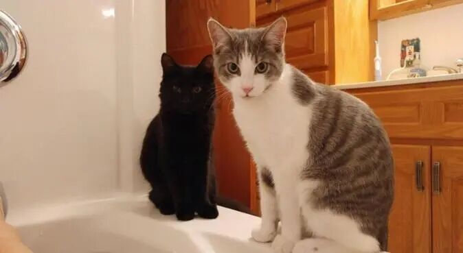 侵占浴室的喵星人，铲屎官毫无隐私可言！