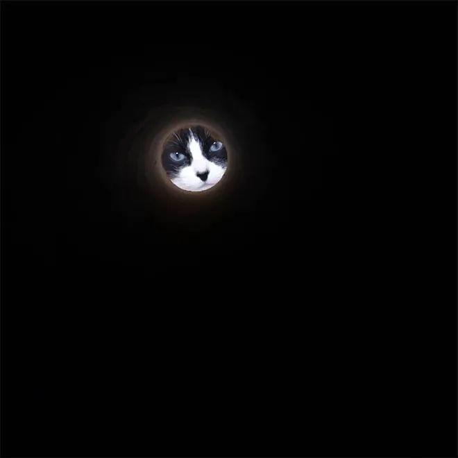 透过厕纸筒拍宠物，看起来像是天上的月亮