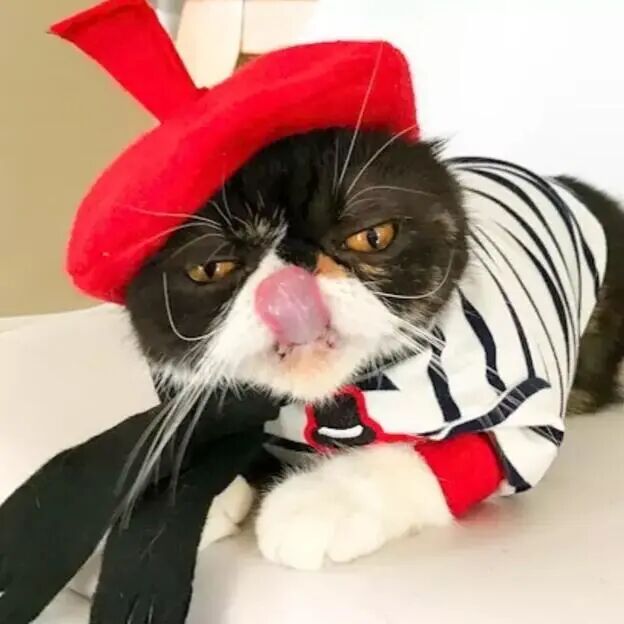 戴着帽子的猫咪们，看起来很可爱