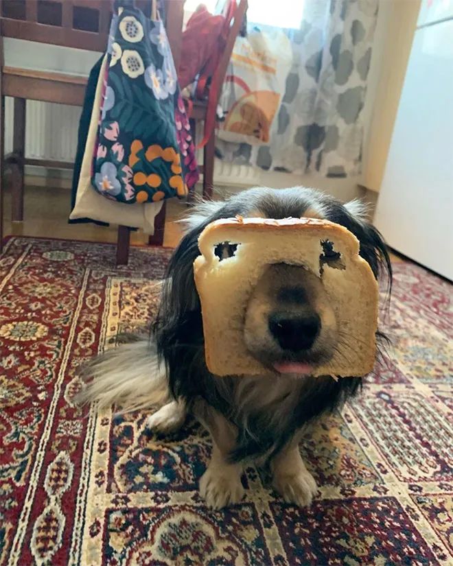 用麵包片給汪星人摳個面罩，太可愛了 寵物 第10張
