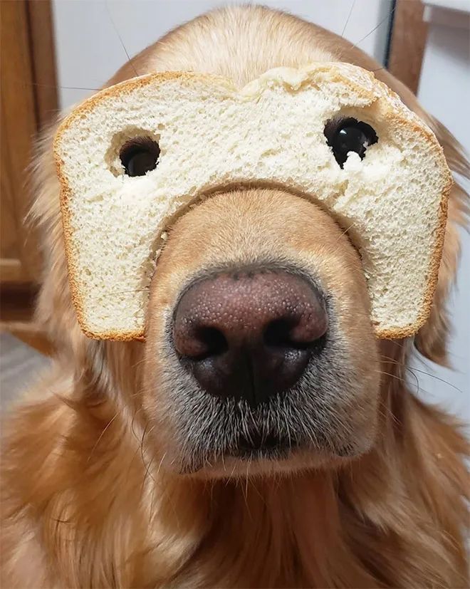 用麵包片給汪星人摳個面罩，太可愛了 寵物 第15張