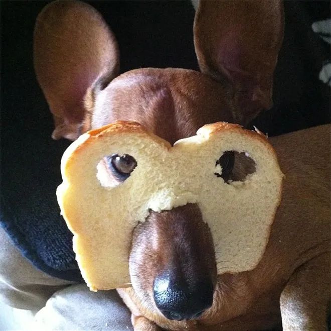 用麵包片給汪星人摳個面罩，太可愛了 寵物 第6張