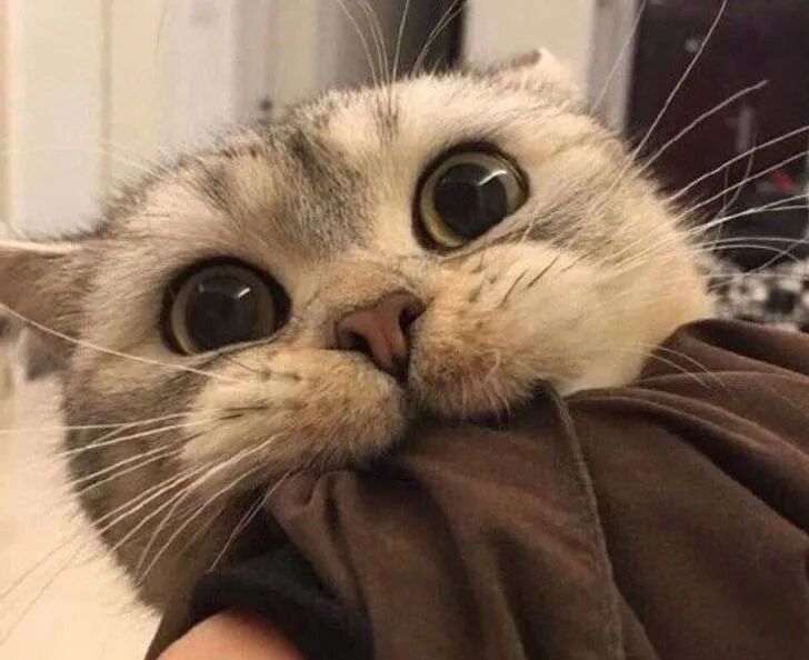 你以为你家猫咪咬你是爱你?不，它就是真的想咬你