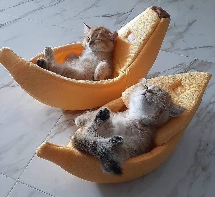 这些可爱的小家伙们，睡得是真香！