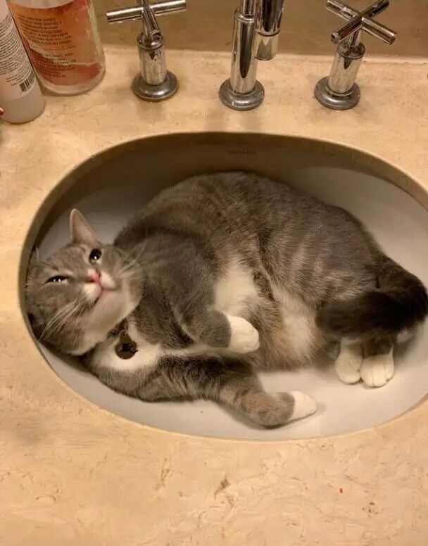 钟爱水槽的可爱喵星人