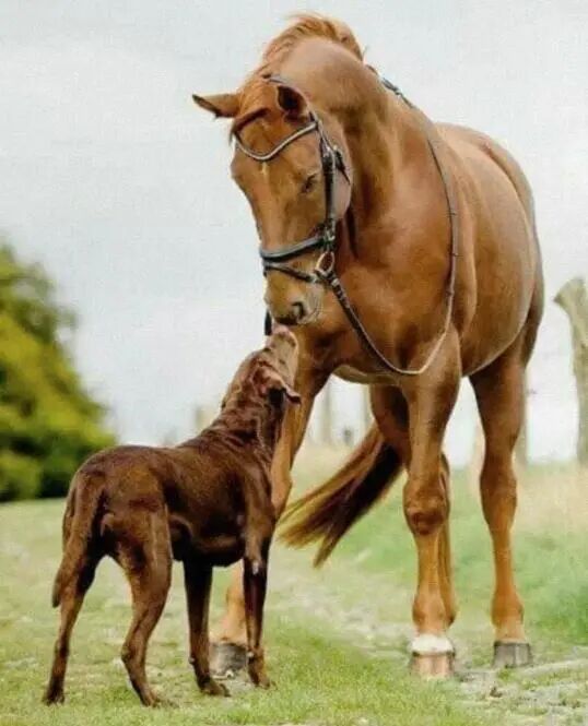 具有相似毛发的狗和马，看起来像是一家子！