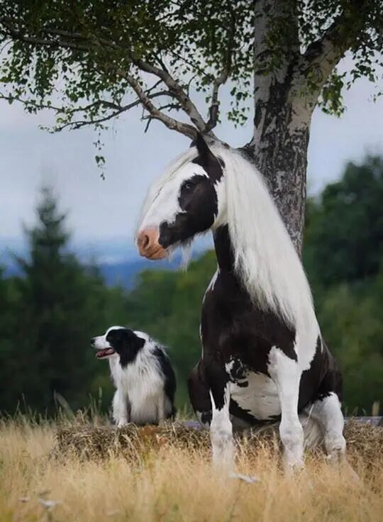 具有相似毛发的狗和马,看起来像是一家子!-友友