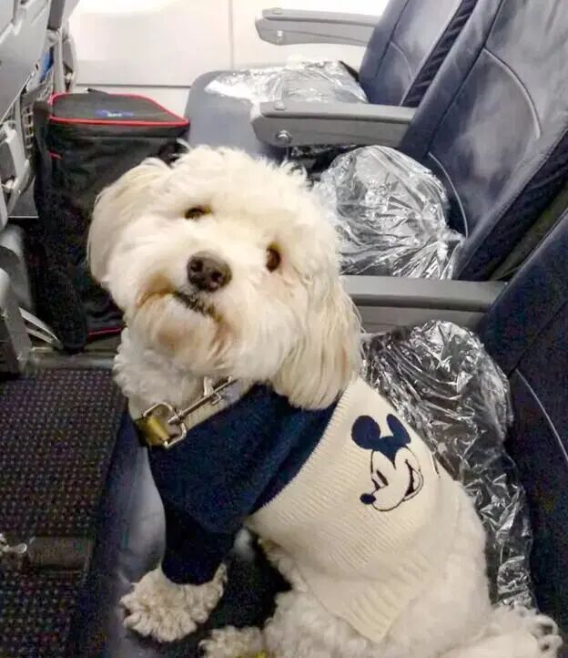 14只喜欢乘飞机的狗狗
