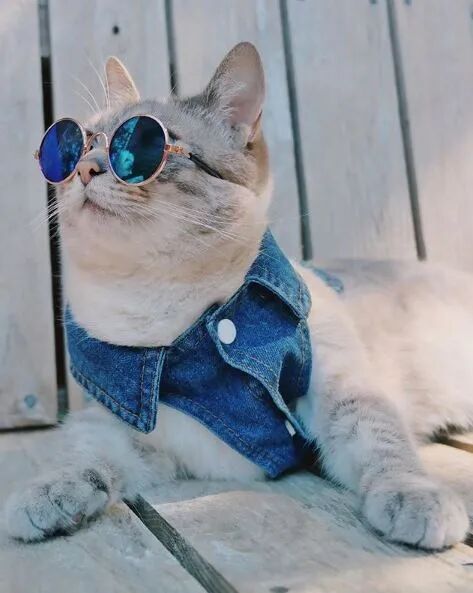 戴眼镜的喵星人,酷酷的!-友友