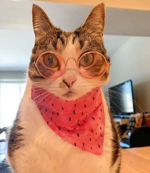 戴眼镜的喵星人,酷酷的!-友友