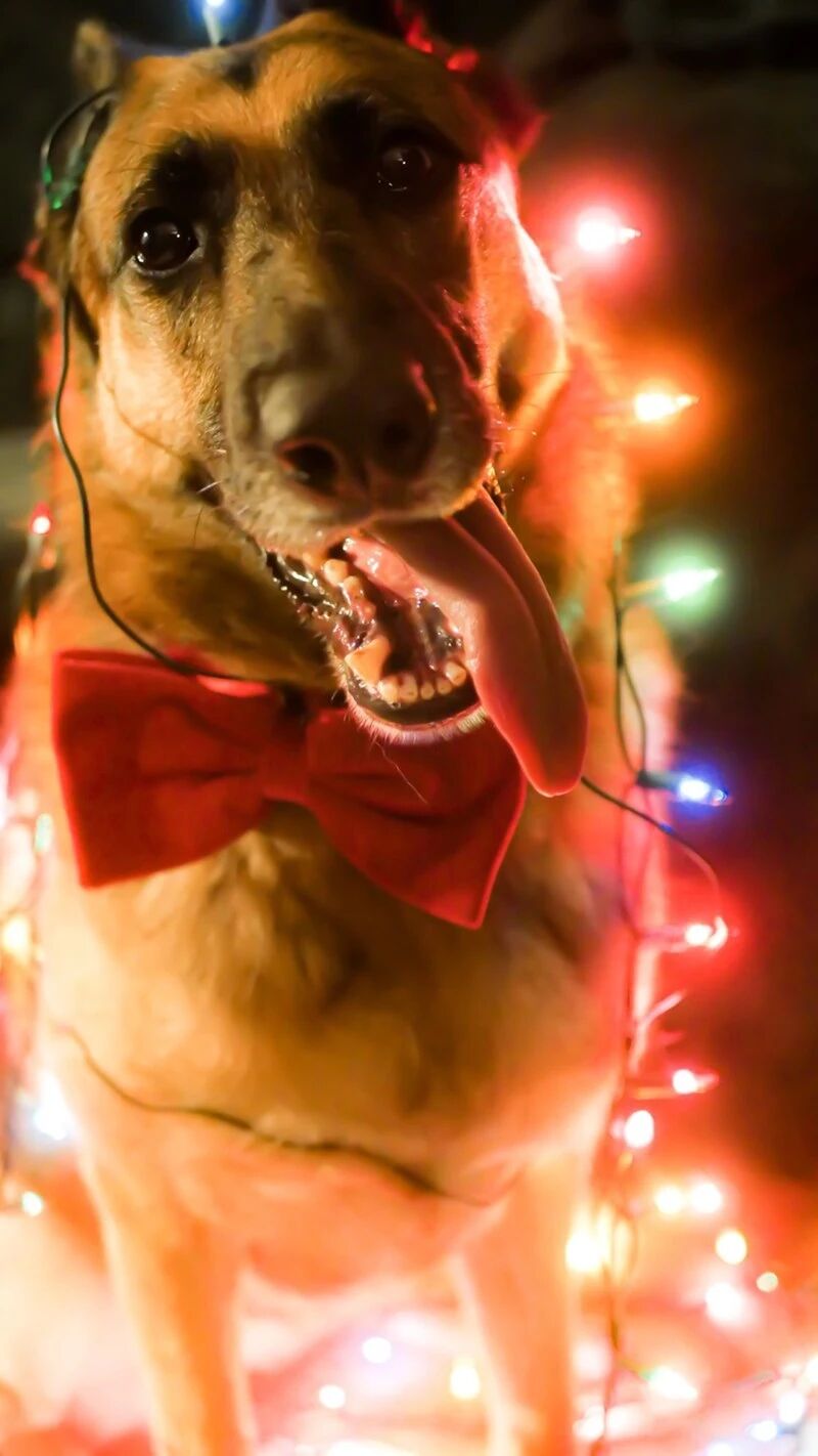 缠绕着圣诞彩灯的汪星人们