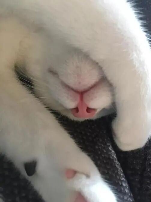 17只鼻子粉嫩的可爱猫咪