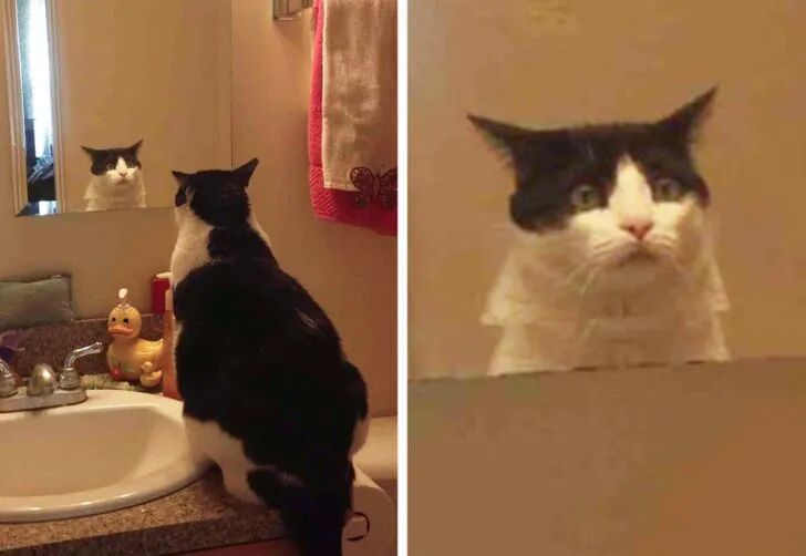 拥有不同情绪的萌宠们，表情也太逗了！