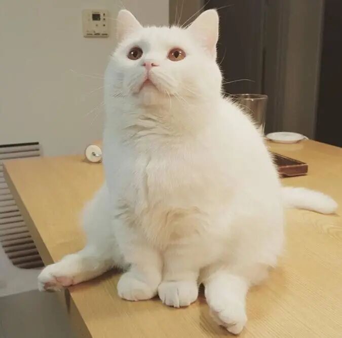 胖胖的可爱大猫咪，个头都不小！