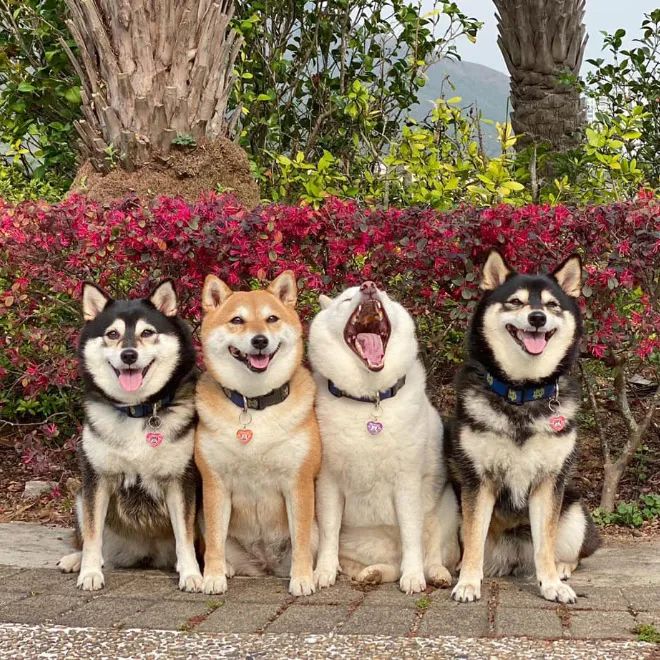 柴犬因不斷的毀滅集體照而風靡一時 寵物 第11張