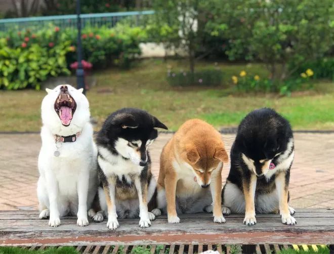 柴犬因不斷的毀滅集體照而風靡一時 寵物 第19張