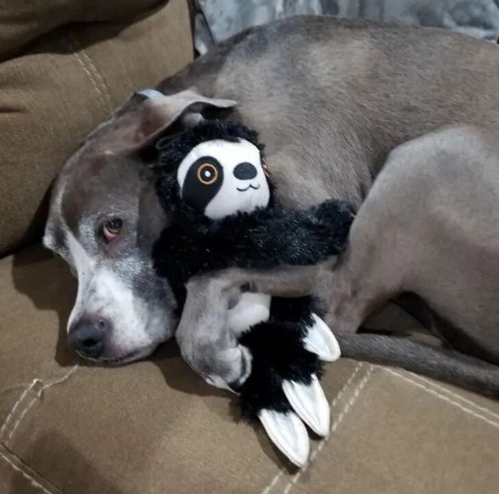 不想和心爱的玩具分开一秒钟的宠物们