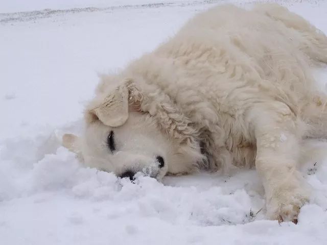 這些汪星人是那麼的喜歡雪！ 寵物 第12張