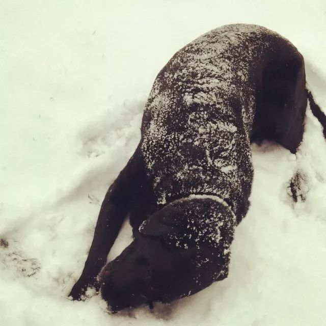 這些汪星人是那麼的喜歡雪！ 寵物 第9張