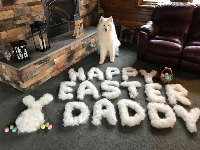 又到了脱毛的季节，一起来感受下铲屎官的创意