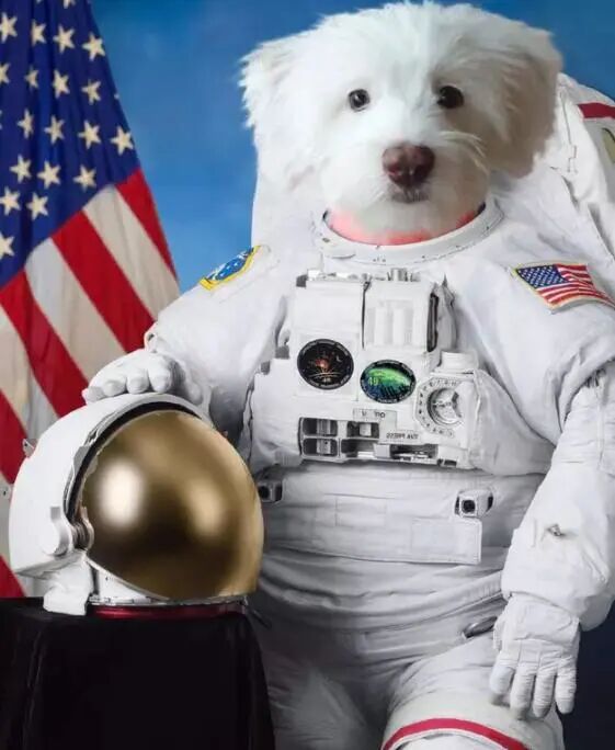 这些狗狗准备冲向天空并探索宇宙，冲鸭！