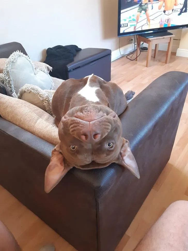 谁家还没有一只沙雕狗狗呢！