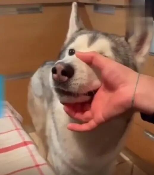 嚎叫的二哈，被主人玩坏了