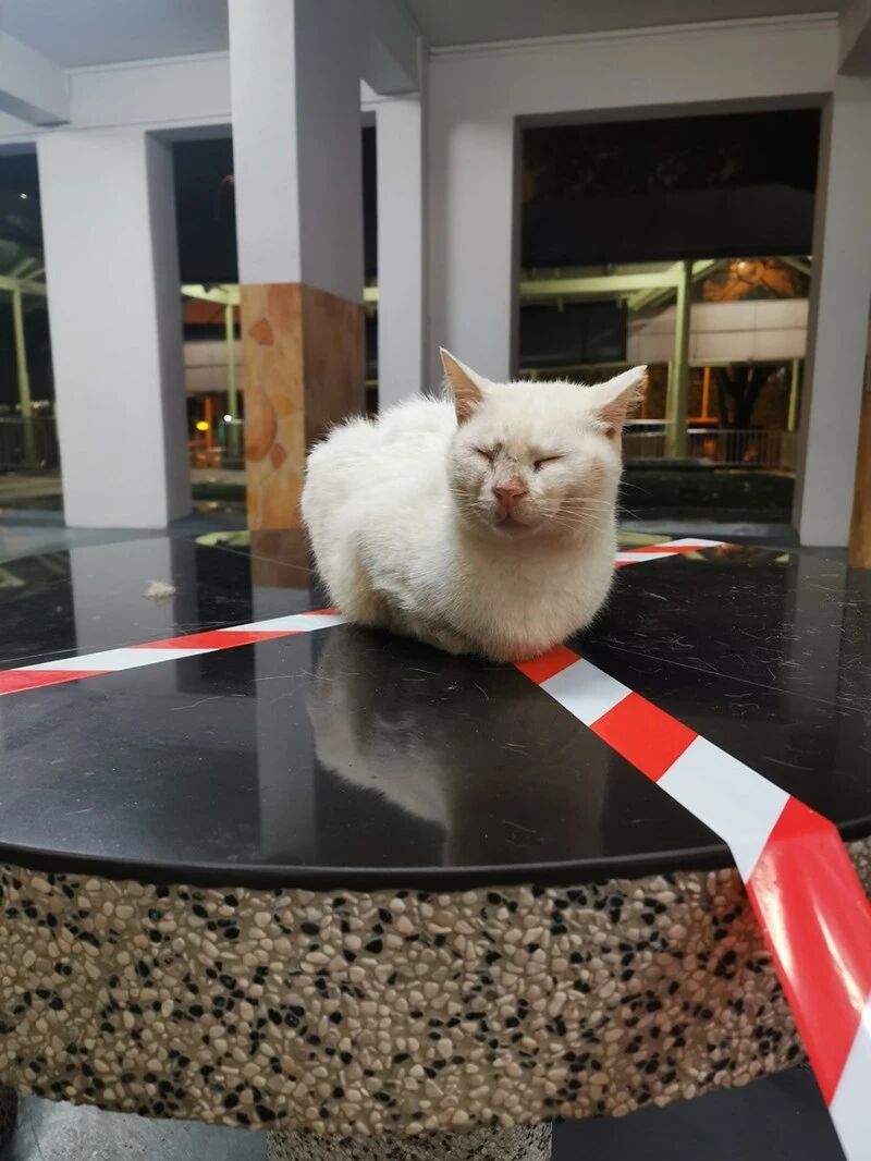 在警戒线里呆着的喵星人，只是想找个安静的地方休息一下