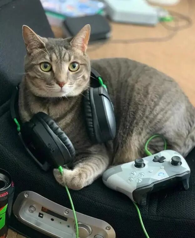 这些喵星人都是游戏爱好者