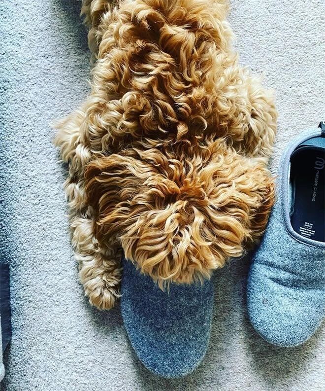 天冷了，汪星人开始展现它们的第二形态