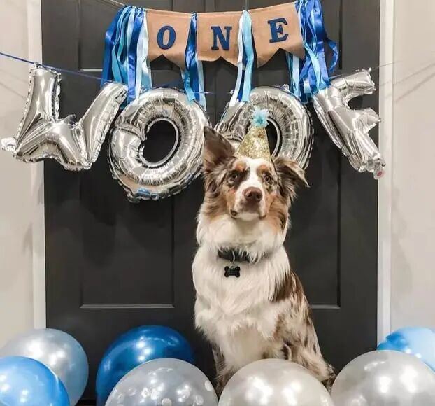 16只狗狗庆祝它们的第一个生日