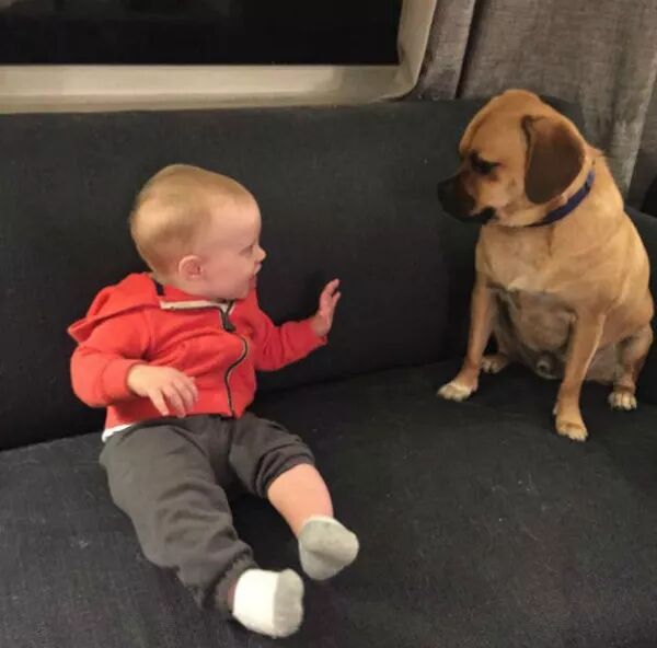 狗狗和小主人在一起的有愛畫面，太可愛啦 寵物 第5張