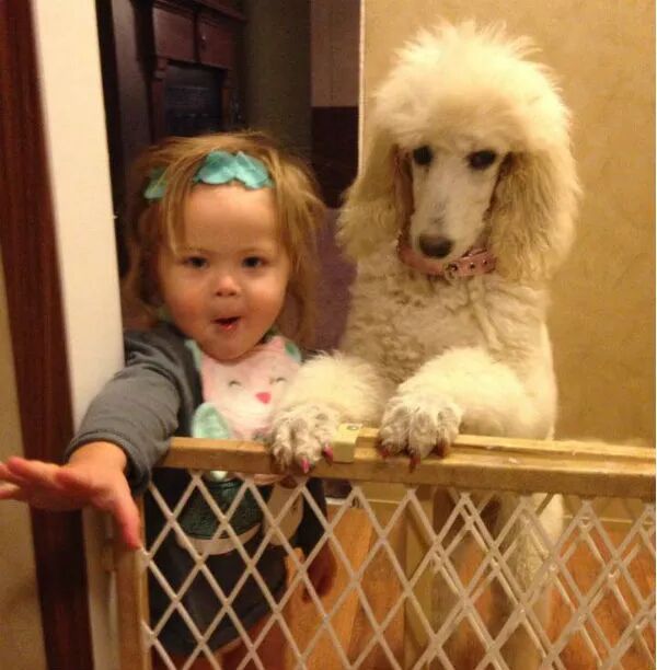 狗狗和小主人在一起的有愛畫面，太可愛啦 寵物 第8張