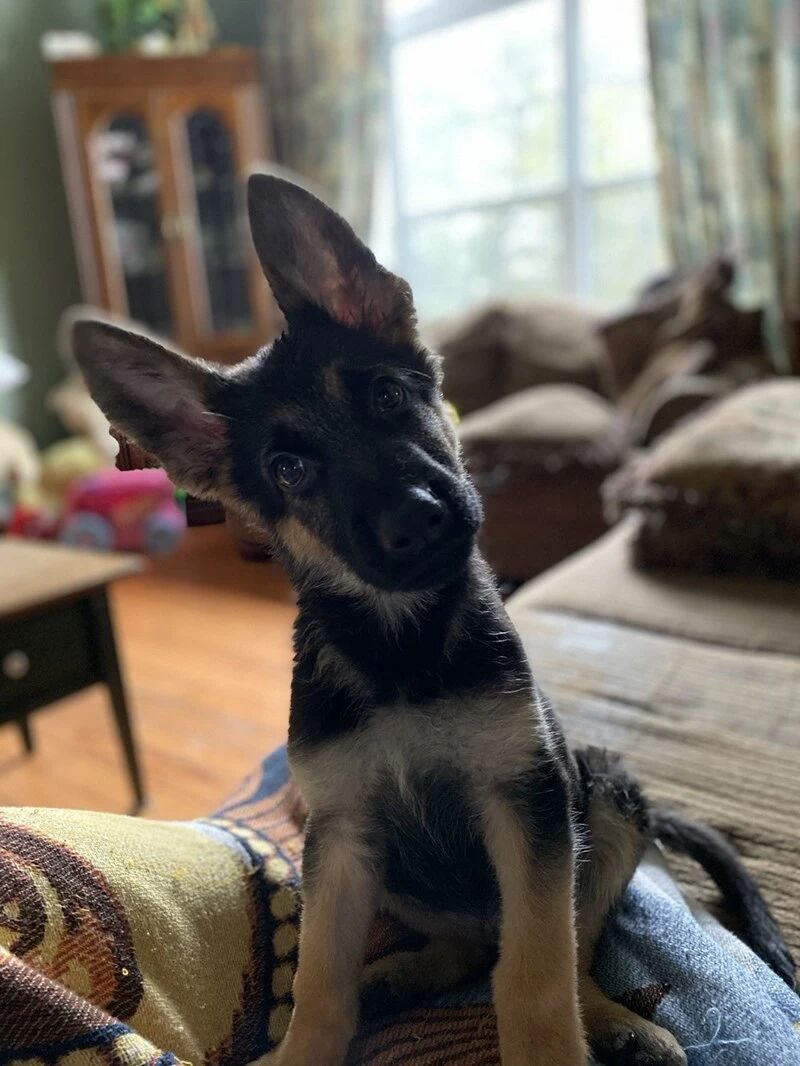 汪星人的歪头杀，受不了了啊！