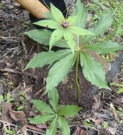 农村山里长着一种值钱的药材，堪比黄金。