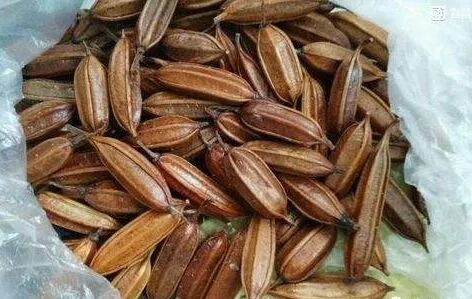 名贵药材白芨直播育苗种植技术，想种植白芨的你值得拥有！