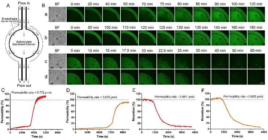 引流器排泄怎么用Research｜四川大学高会乐教授团队脑靶向纳米递药系统的脑排泄机制新进展_https://www.jmylbn.com_新闻资讯_第4张