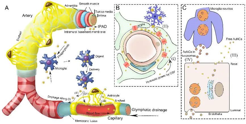 引流器排泄怎么用Research｜四川大学高会乐教授团队脑靶向纳米递药系统的脑排泄机制新进展_https://www.jmylbn.com_新闻资讯_第11张