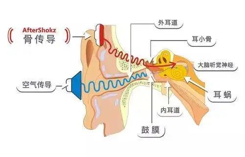 【听力科普】骨导：“外耳中耳与我无关？”(图2)