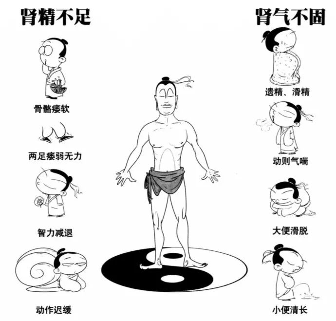 中医五脏之肾：作强之官