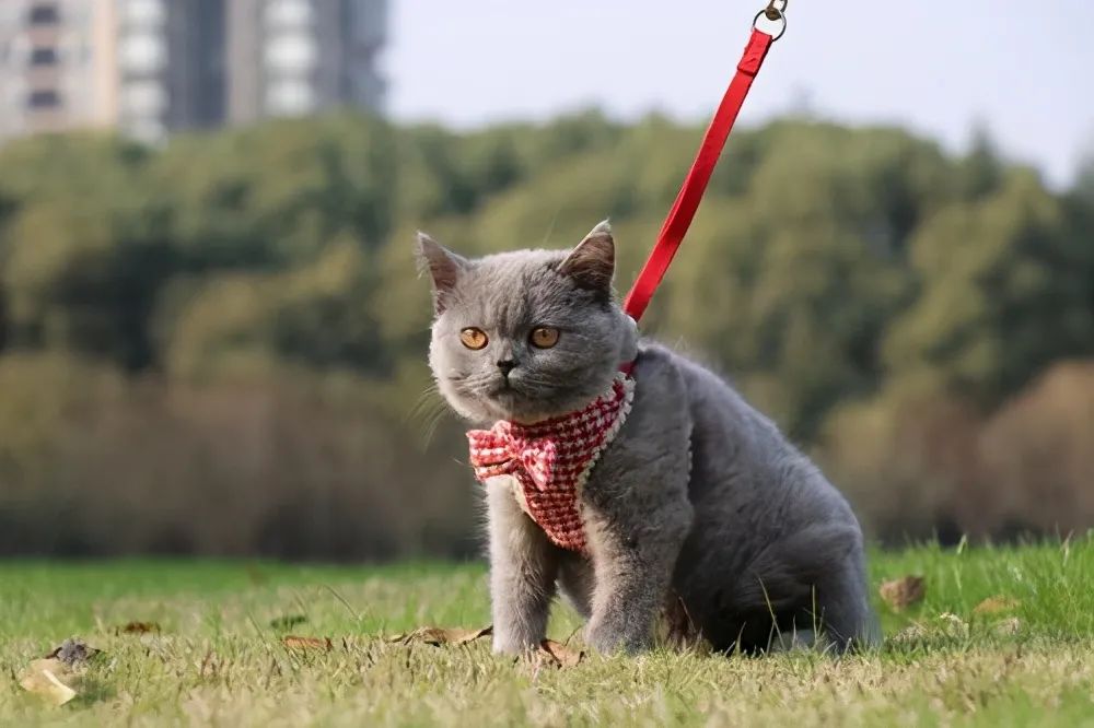 养蓝猫好不好养_千万别养蓝猫_蓝猫千万不能养