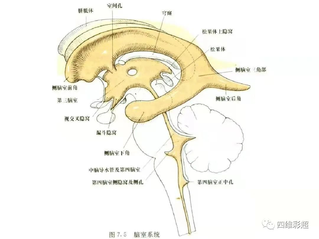浅谈脑脊液循环