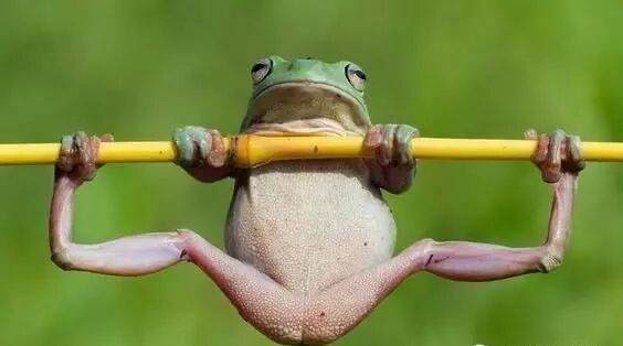 刷爆朋友圈的"青蛙",今天给大家介绍一下. - 爱的冷落的主页