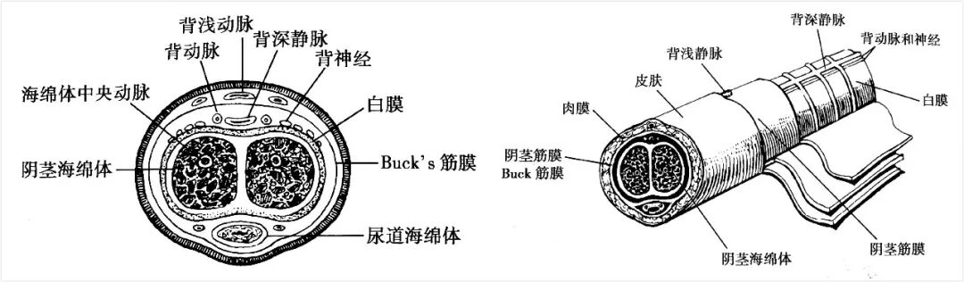 它处于阴茎皮肤下方,正常厚度约为2mm,包裹着海绵体及尿道.
