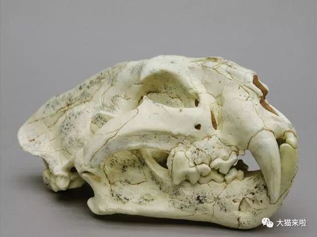 孟加拉时间 老虎是什么时候出现的？先有东北虎还是先有孟加拉虎？