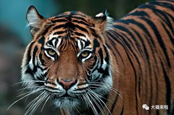 孟加拉时间_孟加拉老虎和东北虎_东北虎与孟加拉虎有生殖隔离吗