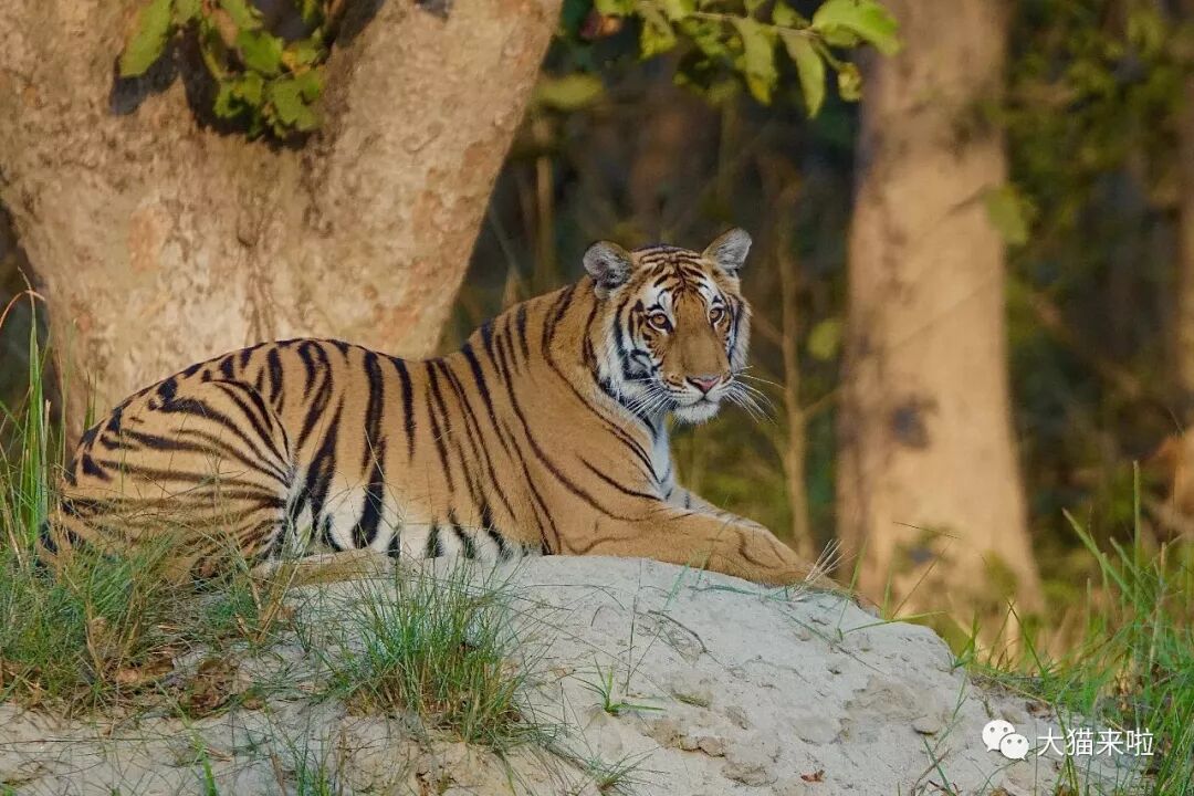 东北虎与孟加拉虎有生殖隔离吗_孟加拉时间_孟加拉老虎和东北虎