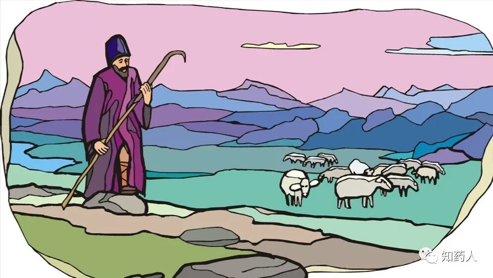 三枝九叶草（箭叶淫羊藿）