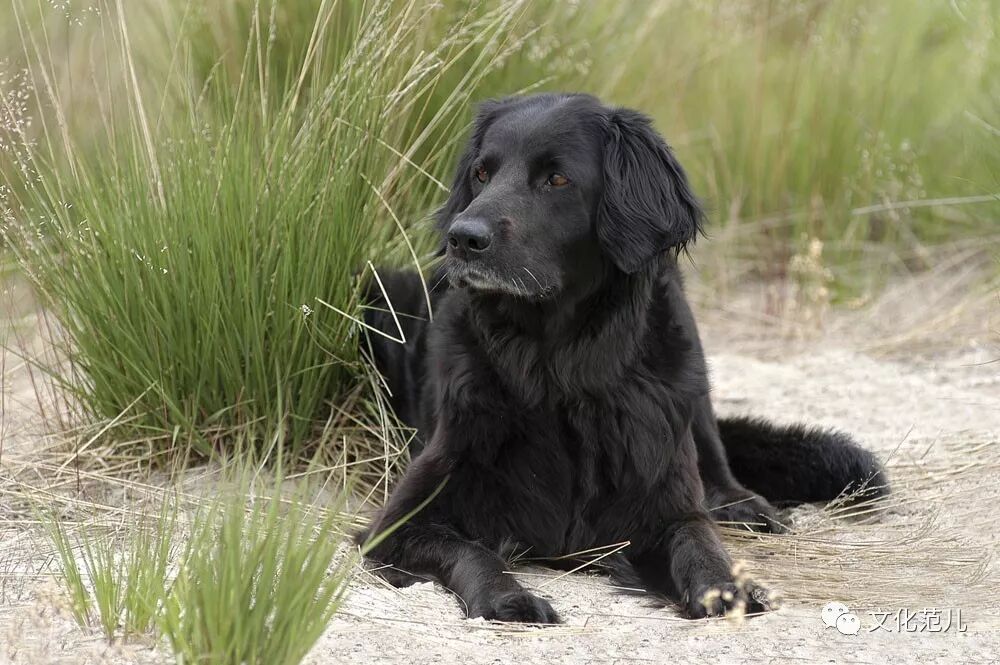 【卷】朱大方:最难忘的伙伴——黑子